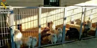 #MUNDO Detienen a veterinario y criador por cortar las cuerdas vocales de 10 perros en España