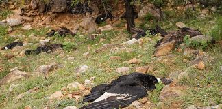 #MUNDO Más de 30 cóndores fueron hallados muertos en Bolivia