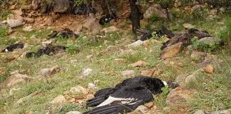 #MUNDO Más de 30 cóndores fueron hallados muertos en Bolivia