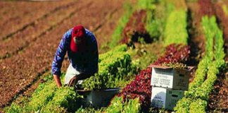 #MUNDO La producción de alimentos es el factor principal de la pérdida de biodiversidad, según nuevo reporte