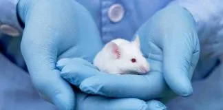 #TENDENCIAS Anuncian elecciones para ser el representante de las organizaciones animalistas en el Comité de Bioética Animal