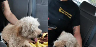 #CAMPAÑAS ¡Ayuda a Osito, el can brutalmente maltratado en Villa Alemana, para una pronta recuperación!