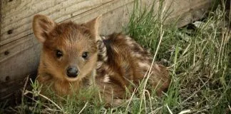 #OpinionesJurídicas Animales no humanos y el proceso constituyente