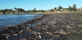 #BIOBIO Registran 10 varamientos masivos de peces en las costas de la región