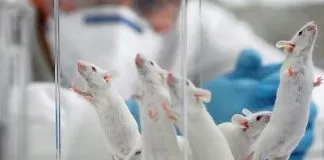 #MIRADANACIONAL Hasta este viernes las organizaciones podrán inscribirse para elegir al representante animalista en el Comité de Bioética
