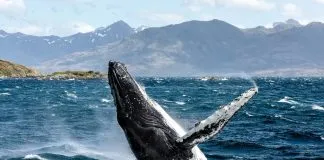 Ballena gigante y animales marinos de material reciclado serán parte del Carnaval Infantil en Calama