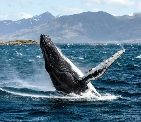 Ballena gigante y animales marinos de material reciclado serán parte del Carnaval Infantil en Calama