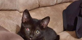 #EPADifunde Hermosa gatita «pirata» busca una buena familia que la cuide como ella se merece