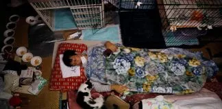 #MUNDO Gatos abandonados en Fukushima tienen su propio héroe