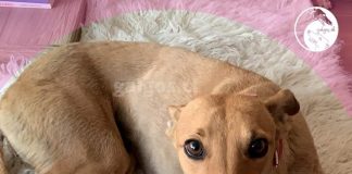 #CAMPAÑAS Ayuda a la Fundación Galgos Chile para que sigan las colitas felices y los ojos esperanzados