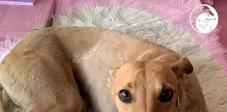 #CAMPAÑAS Ayuda a la Fundación Galgos Chile para que sigan las colitas felices y los ojos esperanzados