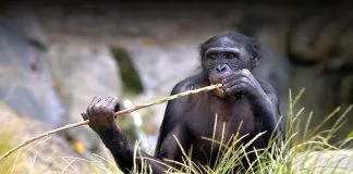 #MUNDO Cuatro orangutanes y cinco bonobos, primeros grandes simios en recibir la vacuna para animales contra el covid