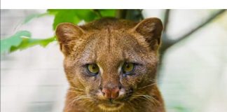 #MUNDO El jaguarundi, un felino que a pocos le importa