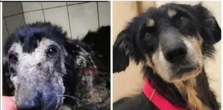 #EPADifunde La historia de Chocolito, el perrito querendon que busca una familia