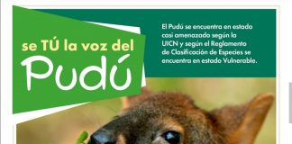 #CAMPAÑAS Porque todos podemos ayudar, ¡súmate a la protección del pudú¡