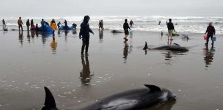 #MIRADANACIONAL ¿Qué hacer si encuentra un animal marino varado?