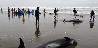 #MIRADANACIONAL ¿Qué hacer si encuentra un animal marino varado?