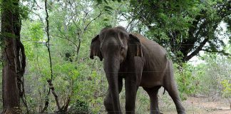 #MUNDO Rewatha, un conocido elefante de Sri Lanka, murió electrocutado por una valla instalada ilegalmente