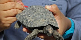 #MUNDO Arrestan a un policía por tráfico de 185 tortugas en archipiélago de Galápagos