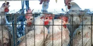 #Salvemosalasgallinas: campaña busca crear consciencia sobre los animales más explotados de la industria