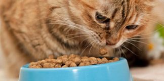 #MIRADANACIONAL Colmevet se reunió con autoridades para analizar cambios regulatorios a la industria de alimentos animalunos