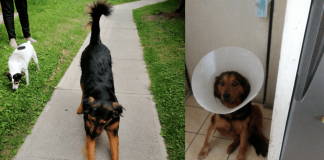 #EPADifunde Perrito comunitario que corre peligro busca urgente un hogar