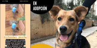 #VALPARAISO Rescatan a perrita del maltrato y ahora busca una buena familia