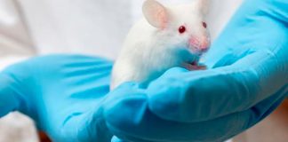 #MIRADANACIONAL Ariadna Beroiz es la nueva representante del mundo de la protección animal en el Comité de Bioética