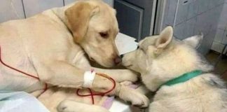 #MIRADANACIONAL Colmevet hace un llamado a no complicar el traslado de animales en emergencias durante las cuarentenas