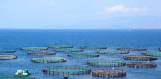 #MUNDO Denuncian graves irregularidades en una de las industrias de piscicultura más grande del mundo