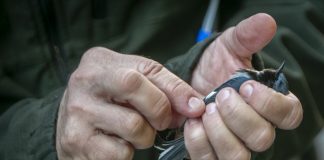 #MUNDO Lights Out Philly, la iniciativa de Filadelfia para ayudar a las aves migratorias.