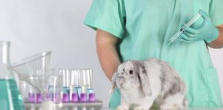 #PUNTOLEGAL Presentaron proyecto para prohibir pruebas y testeo de productos de higiene y cosméticos en animales