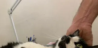 #CAMPAÑAS ¡Ayuda a la Fundación Adopta a seguir ayudando a los felinos, aportando para las quimioterapias ¡