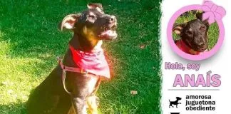 #EPADifunde La historia de Anaís, una linda perrita en búsqueda de un hogar