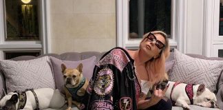 #MUNDO Detenidas cinco personas acusadas de haber secuestrado a los perros de Lady Gaga en USA