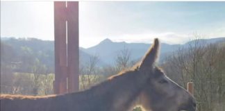 #TENDENCIAS El rebuzno de felicidad de Leonardo tras ser liberado de sus ataduras