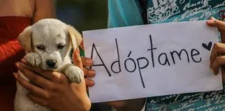 #MUNDO Tenista español crea un gran proyecto para impulsar la adopción de animales: “Me indignan los abandonos”