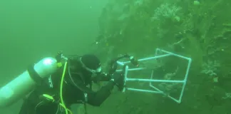 #TENDENCIAS Investigación estudiará la importancia y distribución de corales de aguas frías en Chile