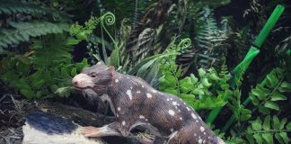 #MAGALLANES Investigadores descubren nuevo mamífero de la Era de los Dinosaurios en la Patagonia Chilena