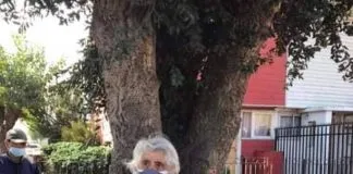 #BIOBIO Mujer de la tercera edad impide tala de un árbol alcornoque de 50 años en Talcahuano