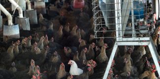 #TENDENCIAS Estudio asegura que tasa de mortalidad de gallinas libres de jaulas declina con el tiempo