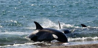 #MUNDO Temporada de orcas en la Patagonia Argentina: Un espectáculo único en el mundo