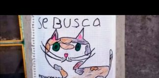 #TENDENCIAS Niño busca a su gatito perdido con tierno afiche coloreado por el mismo