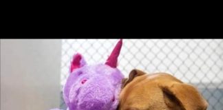 #MUNDO Perrito que se hizo famoso por querer un peluche de unicornio morado, ya tiene hogar