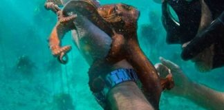 #TENDENCIAS «Mi profesor el pulpo», conmovedor documental que competirá por los Oscar con su simil chileno Agente Topo