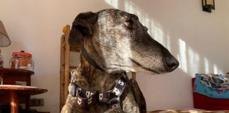 #CAMPAÑA Lanzaron rifa para apoyar en la recuperación de Salvador, un tierno galgo que lucha contra un tumor