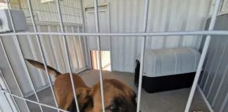 #BIOBIO Municipalidad de Los Ángeles habilitó sitio web para la adopción de perros