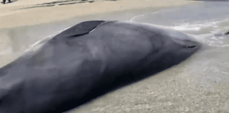 #ANTOFAGASTA Investigan la aparición de una ballena varada en las playas de Mejillones con cortes en su cuerpo