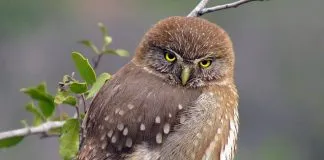 #SANTIAGO Detienen a rescatista de aves por no portar su permiso, luego de ayudar a un animal