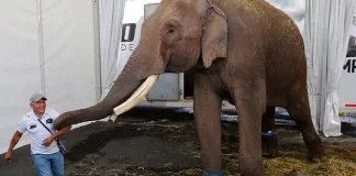 #MUNDO Elefante asiático de 40 años fue rescatado en México